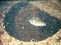 Scuba Photos June 2001
